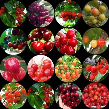 FLTMRH Pohár gyümölcs, piros, zöld, cián kék cseresznye cabochon 6MM-30MM játék DIY ékszerek, kiegészítők, fülbevaló, gyűrű, nyaklánc, karkötő